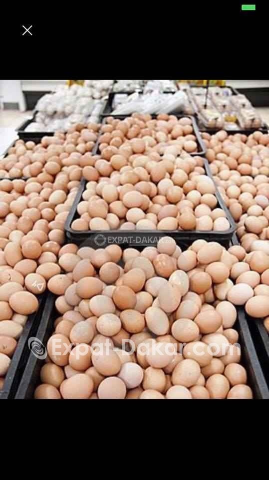 Oeufs à couver Dakar ExpatDakar Oeufs à couver Dakar ExpatDakar