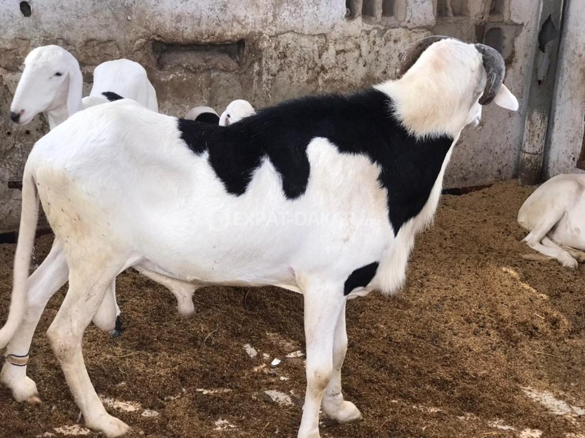 Vente de mouton ladoum Pikine ExpatDakar
