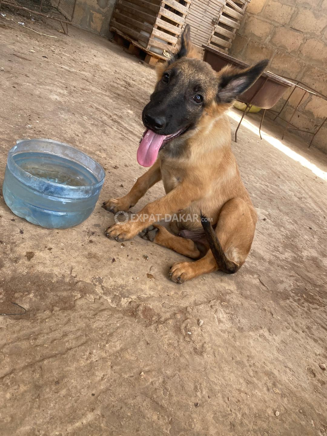Expat malinois clearance