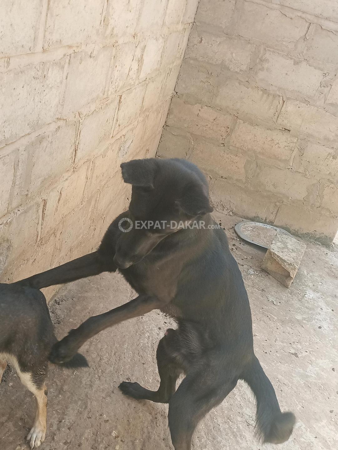 Expat malinois deals