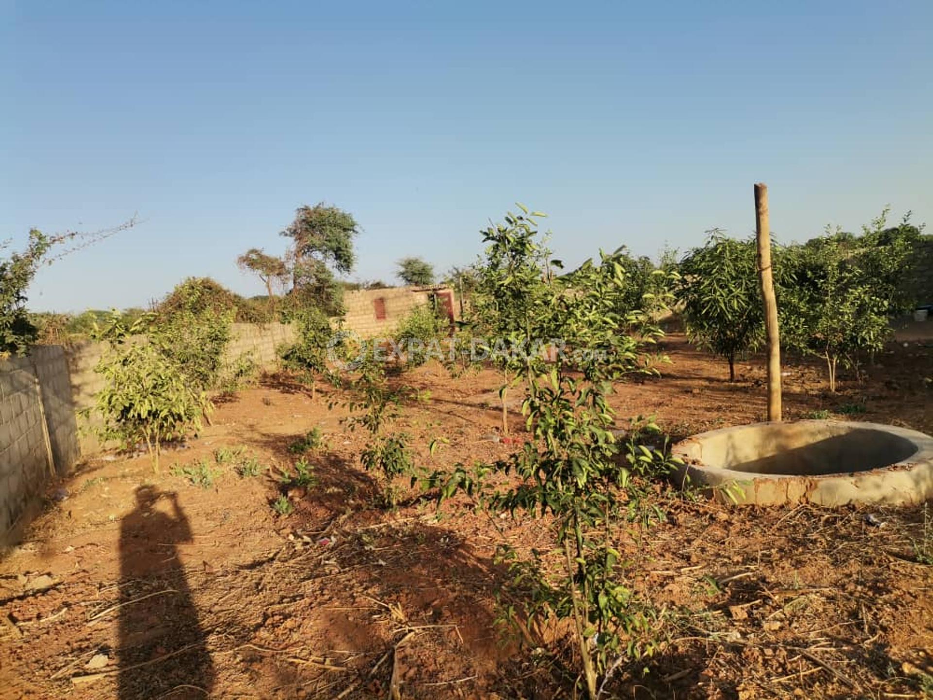 Terrain à vendre à Pout Thiès ExpatDakar