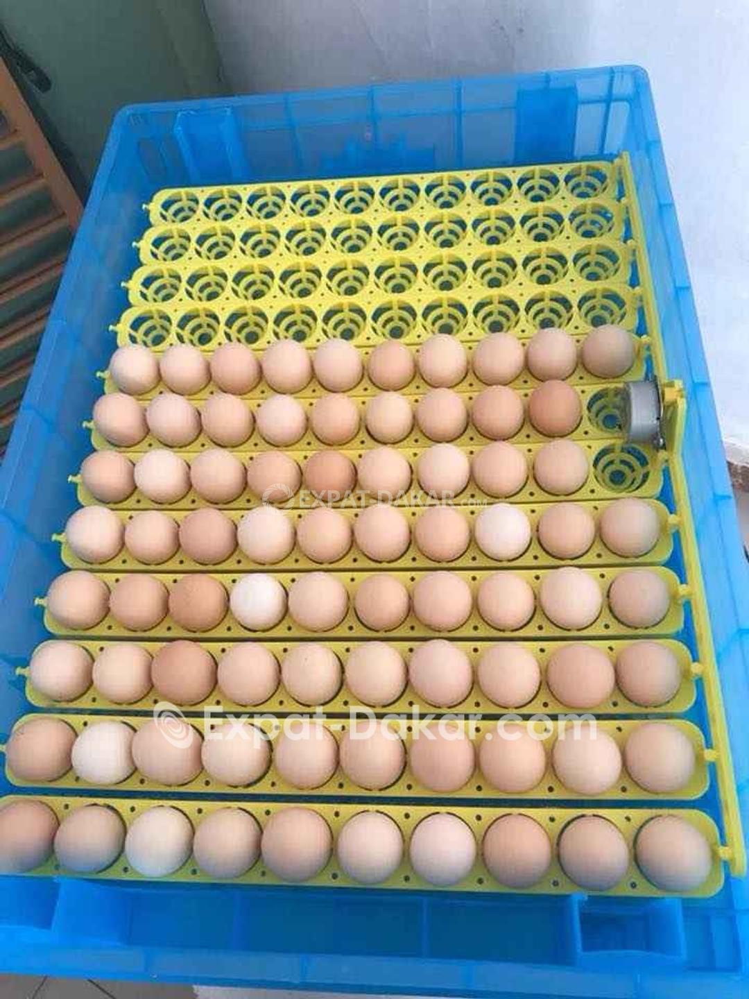 Oeufs à couver Dakar ExpatDakar Oeufs à couver Dakar ExpatDakar