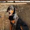 Chiot femelle Doberman noir et feu thumb 4