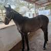 Cheval étalon 1/2 sang à vendre thumb 0
