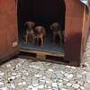 Rhodesian Ridgeback x malinois thumb 0