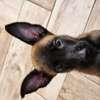 Berger belge malinois thumb 2