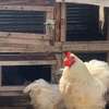 COQS ET POULES DE RACE (Bramane, Hermine) thumb 0