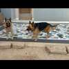 Berger Allemand chiots noir et feu vaccinés et deparasités thumb 3