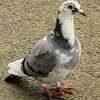 Pigeon à vendre thumb 0
