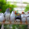 Couple oiseaux Mandarins thumb 1