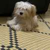 Bichon maltais importer thumb 0