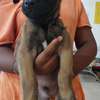 Chiots Berger Belge Malinois mâles à vendre thumb 1