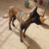 🐶 7 chiots mâles Malinois disponibles à la réservation 🐶 thumb 3