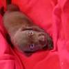 Labrador noir jeune affectueux et joueur thumb 9
