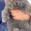 Chaton scottish fold (5mois) thumb 2