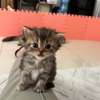Chatons Chinchilla Persans – 2 mois et 2 semaines thumb 1