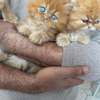Chaton Persan de pure race thumb 3