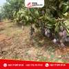 Terrain à arbres fruitiers à vendre à Sindia thumb 2