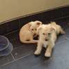 Chiots bichon maltais thumb 0