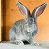 Lapin géant de Flandres Chinchilla & Blanche thumb 2
