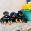 Male rotweiller thumb 0