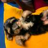 2 Chiots Bichon Maltais affectueux et joueurs thumb 0