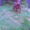Doberman chiot noir et feu vacciné et vermifugé thumb 3