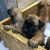 BOERBOEL thumb 4
