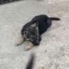 Berger Allemand chiot noir et feu thumb 4