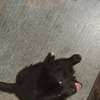 Chiots Shepsky thumb 1