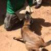 Chiots Berger Malinois thumb 4