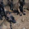 Chiots Berger Malinois thumb 2