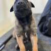 Malinois chiot fauve charbonné thumb 6