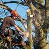 Abattage et élagage d'un arbre ou de plusieurs arbres thumb 2