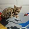 Bengal thumb 0