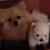 Pomeranè thumb 3