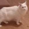 Maine Coon thumb 3
