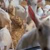 Vente de chèvres laitières importées thumb 1