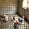Poulets disponible thumb 6