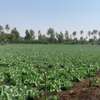 Terrains à usage agricole à Mboro thumb 6