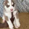 Husky chiot aux yeux bleus pur sang thumb 2