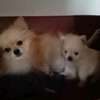 Pomeranè thumb 4