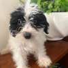 Bichon maltais à vendre thumb 6