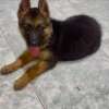 Berger Allemand male et femelle thumb 3