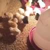 Poussins Goliath vaccinés à vendre thumb 1