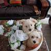 Chien de salon thumb 1
