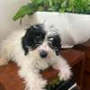 Bichon maltais à vendre thumb 8