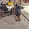chiots malinois pure sang thumb 7