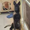 Chiots malinois purs sang thumb 1