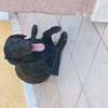 Labrador noir jeune affectueux et joueur thumb 0